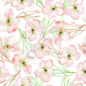 鲜嫩绿色豆苗粉红苹果树开花的鲜嫩粉红色花朵以白底水插画