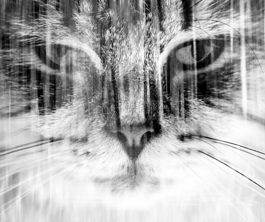 抽象双曝光猫和树林肖像图片