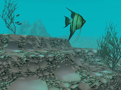 寿星神仙一条神仙鱼在湖床斑驳的地面上方的湖水中游弋Tetra鱼设计图片
