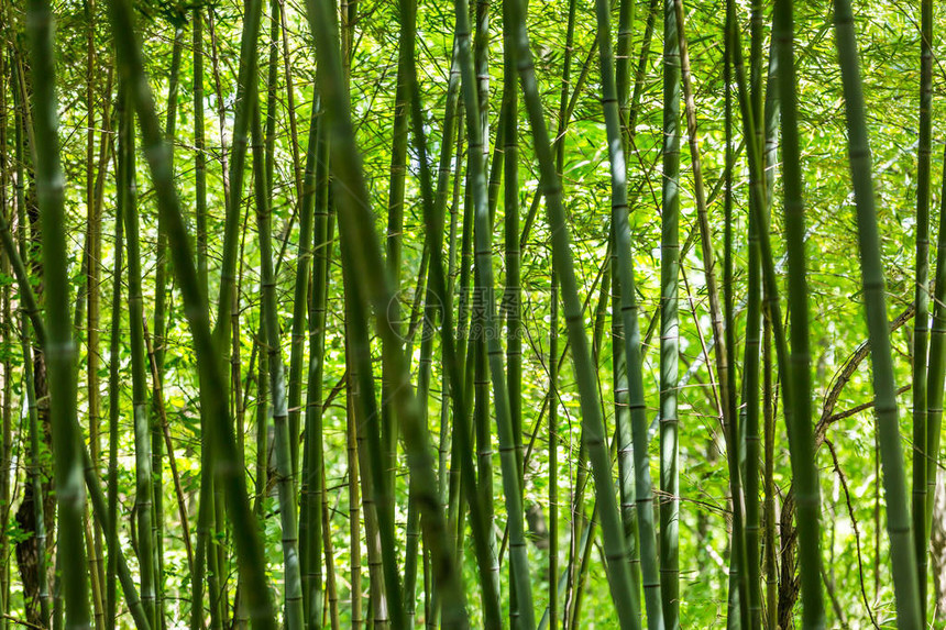 竹林中的竹枝美丽的图片