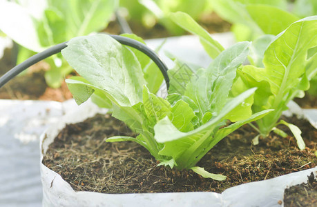 菜园里的生菜或生菜图片