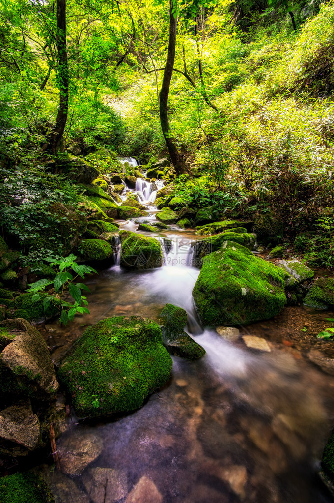 长满青苔的森林中的一条小溪拍摄于韩国万州图片