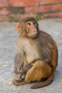 佛教寺庙里的小猴子图片