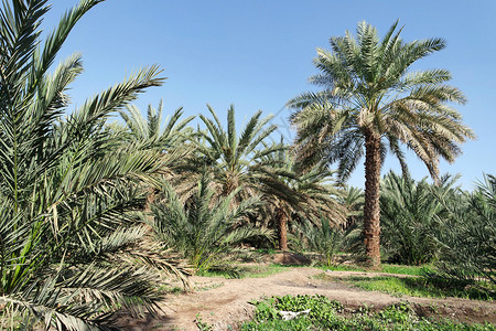 棕榈园沙特阿拉伯麦地那图片