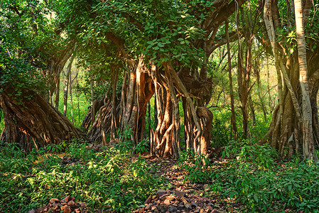 印度兰坦博尔公园印度班扬人对美丽的热带森图片