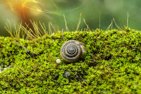 Snailshell的柔软焦图片