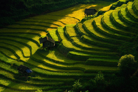 在越南延拜的MuCangChai梯田上种植稻田图片