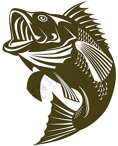 大嘴鲈鱼跳跃的插图设计图片
