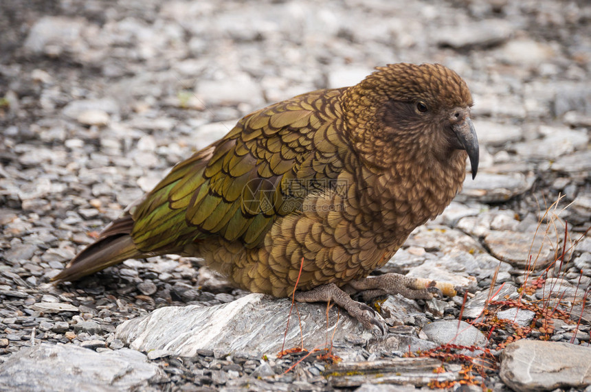 野生鹦鹉新西兰本土凯亚图片