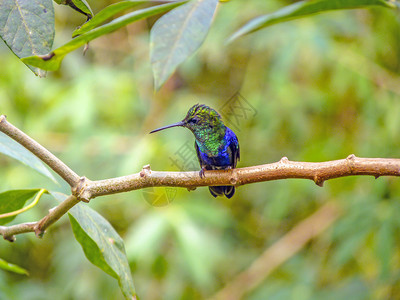 绿色的精明的蜂鸟在厄瓜多图片
