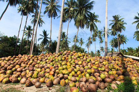 椰子种植园图片