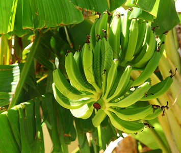 花园里树上的绿色香蕉图片
