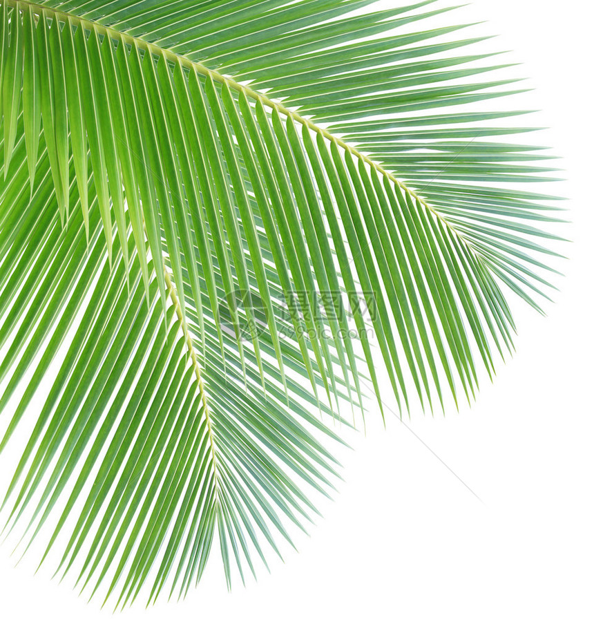 孤立在白色背景上的椰子叶图片
