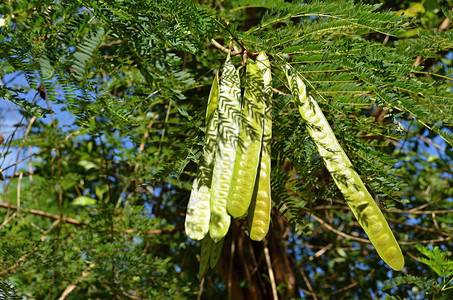 特里兹伦之树高等双子叶植物图片