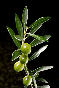 深色背景中带橄榄的橄榄树枝图片