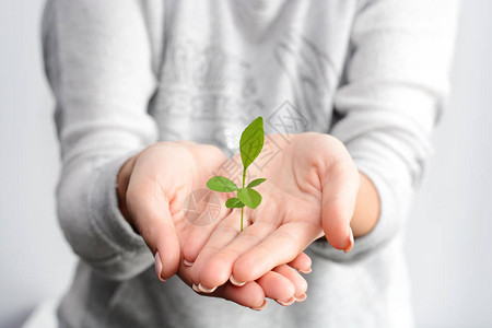 发芽的植物在女人手中长大图片