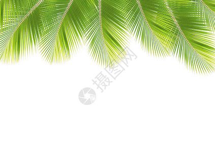 椰子叶框架孤立的白色背景背景图片
