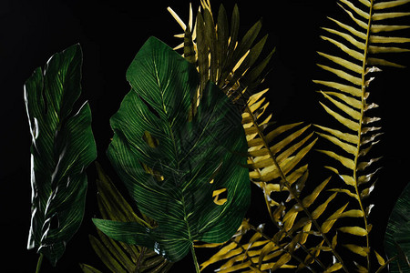 黑色上孤立的龟背竹和蕨类植物绿叶图片