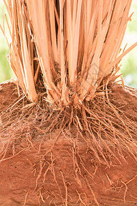 香根草的根在地里背景图片