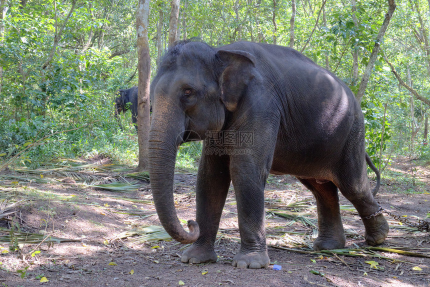 印度大象也被称为亚洲大象ElephasM图片