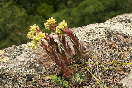 山岩上的家庭叶子开花在绿色图片