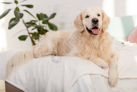 可爱的金毛狗躺在卧室的床上背景图片