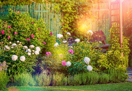 阳光鲜花的后院花园图片