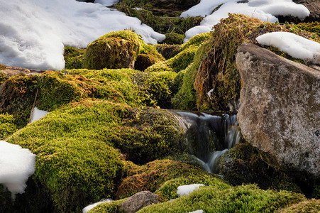 山间溪流上的青苔和雪图片