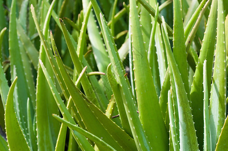 野生aloevera植图片