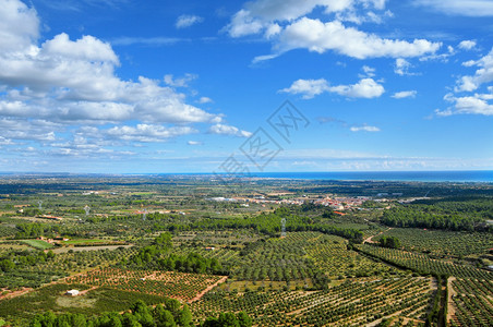 西班牙CostaDaurada的橄榄图片