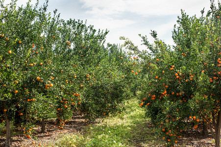 收获季节的橘树观图片