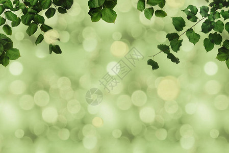 树枝上的绿叶全帧和模糊的背景背景图片