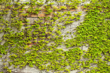 波士顿常春藤生长在一面没背景图片