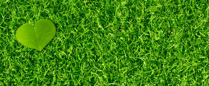 绿草上的心形三叶草花瓣水平横幅图片