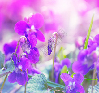 春天的早晨有野花紫罗兰的草甸图片