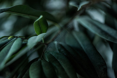 长绿叶背景的植物近景图片