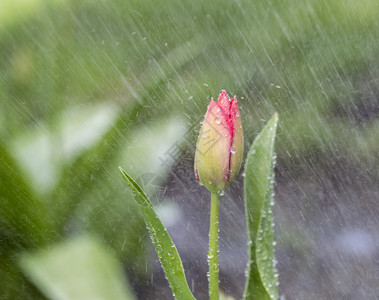 四月绿色背景雨中单朵郁金香花背景图片