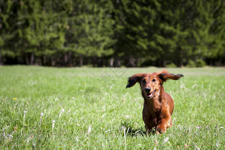 年轻的香肠狗跑向青绿新草地图片