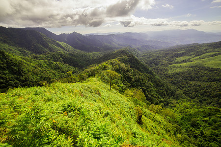 有热带雨林的山图片