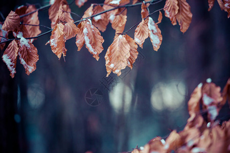 山毛榉树枝上的冬叶图片