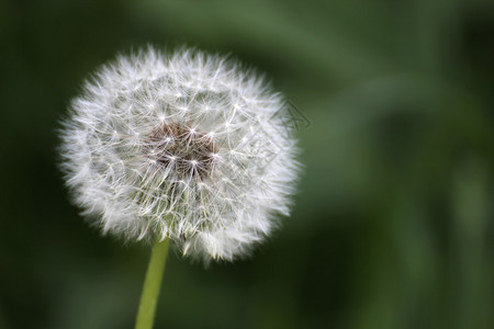 DandelionTaraxacum以焦点分散的背图片