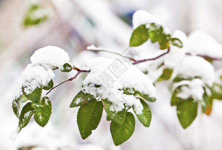 冬天雪下的绿枝叶图片