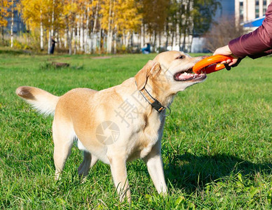 夏季宠物健康拉布多犬狗和它的主人一起玩图片素材