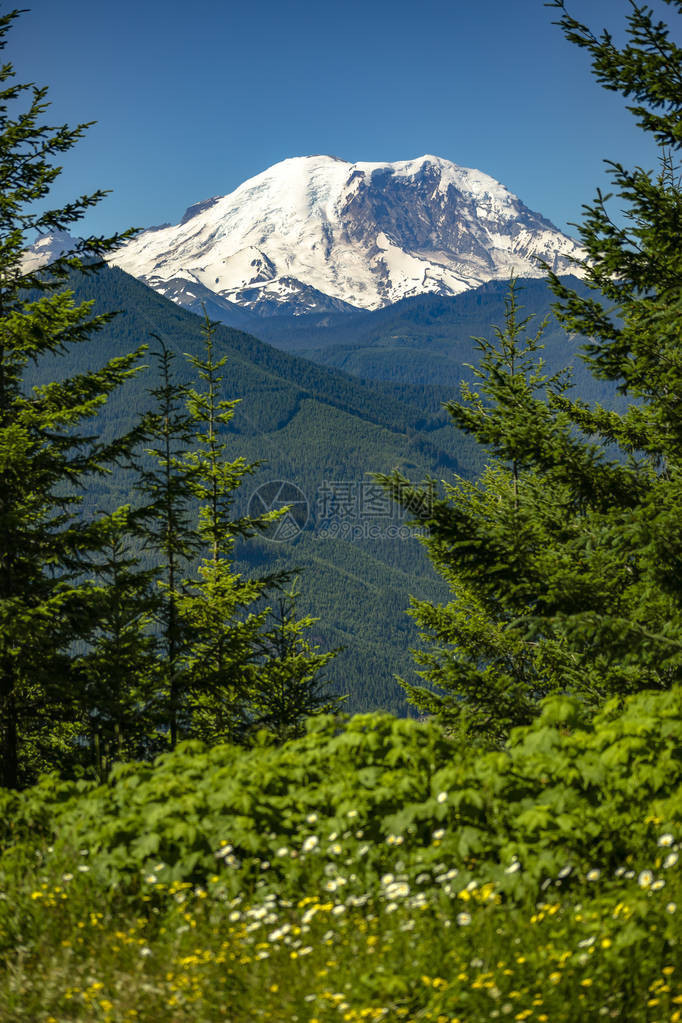 雷尼尔山华盛顿州立公园的山峰通过树叶的景色夏季在华盛顿雷尼尔山附近远图片