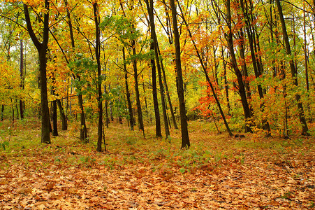 横跨秋天季节森林的丰图片