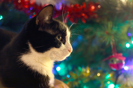 一只黑白成年猫坐在圣诞松树前装饰图片