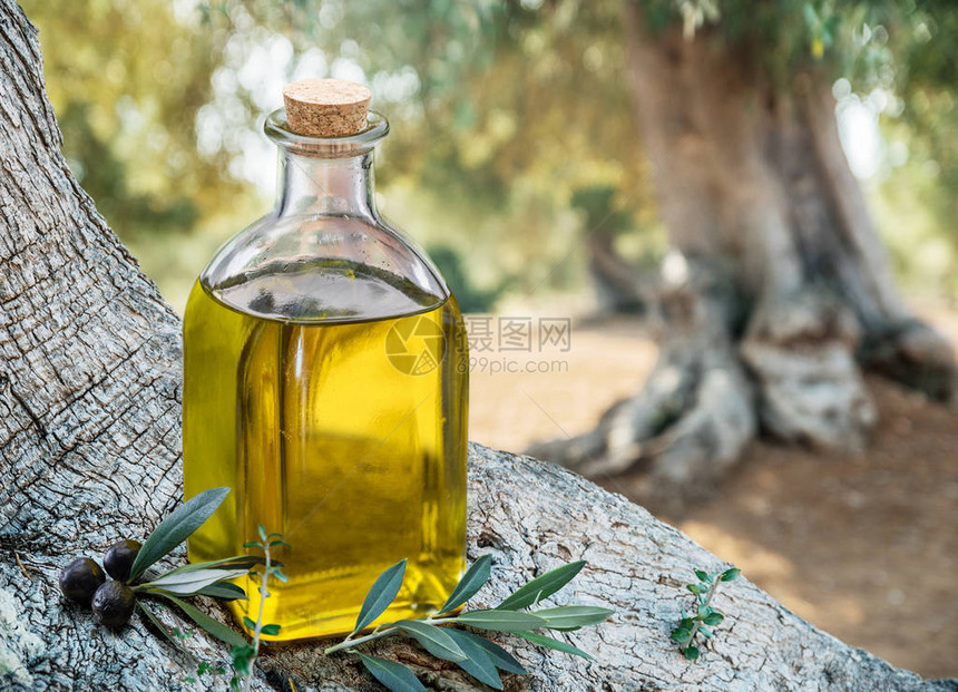 橄榄树下面有一瓶橄榄油模糊的图片