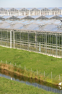 荷兰的农业温室图片