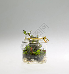 玻璃罐中的植物安排图片