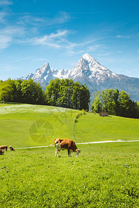 阿尔卑斯山脉的古代夏季风景图片